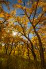 USA, New Mexico, Jemez National Recreation Area. Sun star and cottonwood trees. Art Print